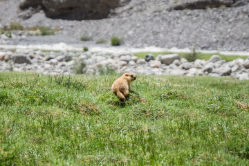 Marmot around the area near Tso Moriri lake in Ladakh, India. Marmots are large squirrels live under the ground.