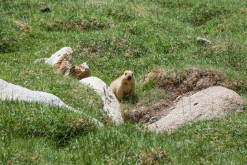 Marmot around the area near Tso Moriri lake in Ladakh, India. Marmots are large squirrels live under the ground.