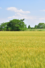 Fototapeta premium Wheat field in Japan