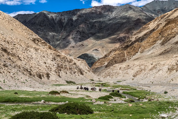 Flock of Yaks along the road to Tso  Moriri in Ladakh, India