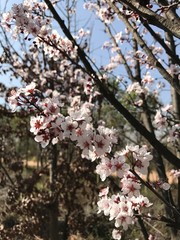 Prunus sauvage en fleurs 
