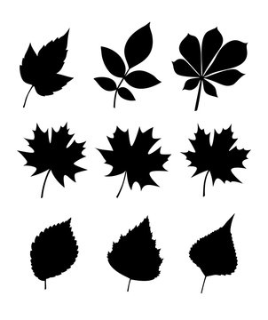 Silhouettes of leaves. Leaves various trees and seeds (poplar, elm, chestnut, maple, birch, ash). Vector collection of leaf isolated on white background.