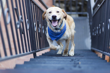 the dog runs up the stairs