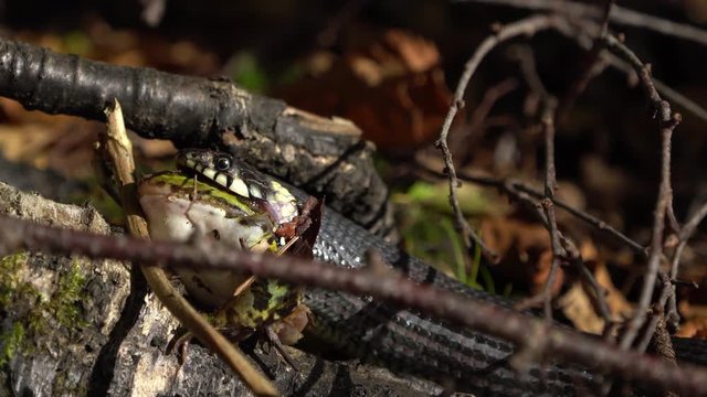 Side view of european grass snake that has caught and is eating a green frog video