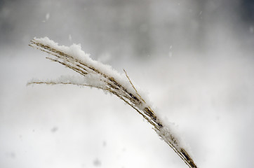 Snow falling on landscape grass on a cold winter day