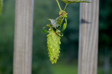 Beer hops growing on the plant
