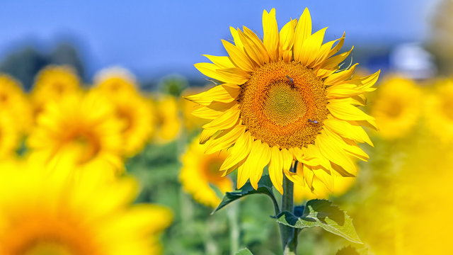 Beautiful bright young sunflower yellow with no seeds on the background of a sunflower field and a blue sky on a bright sunny summer day