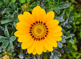 Annual garden yellow flower gazania, closeup, top view