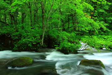 夏の奥入瀬渓流
