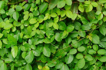 Green leaves wall background 