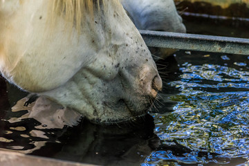 Cheval à l'abreuvoir. © Bernard GIRARDIN