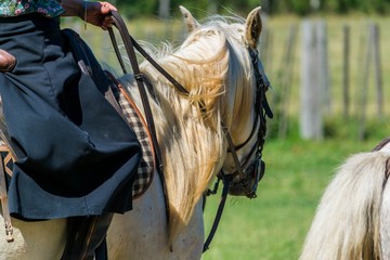 Cheval de gardian. © Bernard GIRARDIN