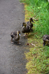 歩道に出てきたカルガモのヒナ