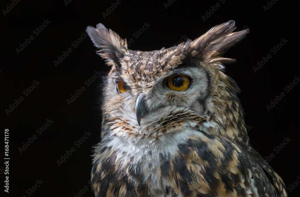 Poster close up head portrait of a mackinders eagle owl bubo capensis mackinderi staring slightly to the le