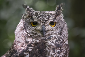 Close up head portrait photograph of an African spotted owl Bubo africanus staring directly forward...