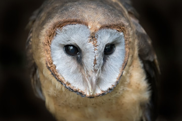 Close up head portrait photograph of a ashy faced barn owl Tyto glaucops looking slightly down to the right