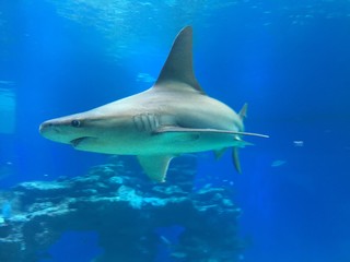 a shark in the red sea