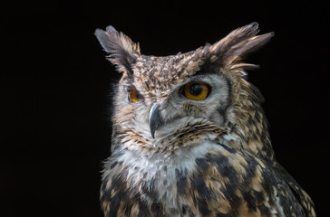 Close up head portrait of a mackinders eagle owl Bubo capensis mackinderi staring slightly to the left with a dark background