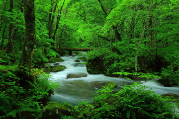 Fototapeta premium 夏の奥入瀬渓流