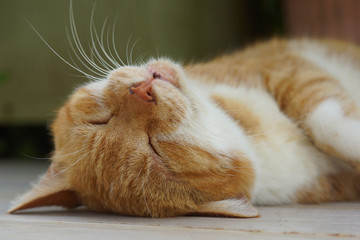 眠る茶猫
