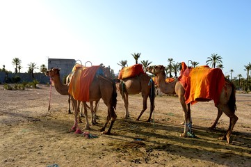 Camels. Caravan. A caravan of camels is going to be sent on the road.