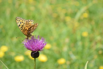 Brenthis daphne that sucks nectar of thistle