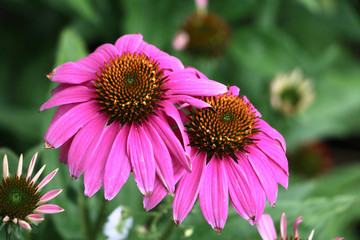 Close-up of Pink Daisy Flowers