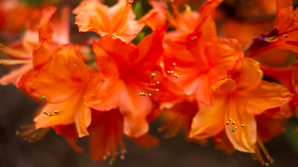 Fototapeta na wymiar Rhododendrons Orange