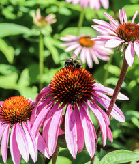 Pink Flowers in a Garden