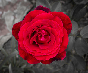 Red Rose - 168471995