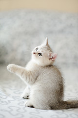 Kitten with gray-white hair play Feather Toy