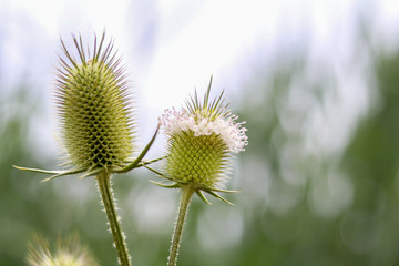 Green Plants with blurry background