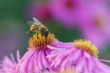 Bee on Michaelmas daisy 