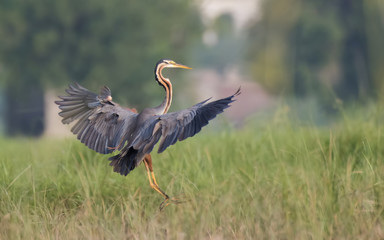 Purple heron