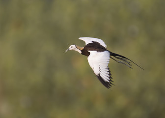 Pheasant Tailed Jacana