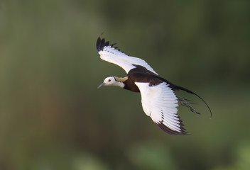 Pheasant-tailed Jacana (Hydrophasianus chirurgus)