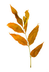 Autumn maple branch with leaves isolated