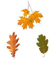 Set dried autumn oak leaves isolated on background