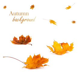 Autumn maple branch with leaves isolated on background