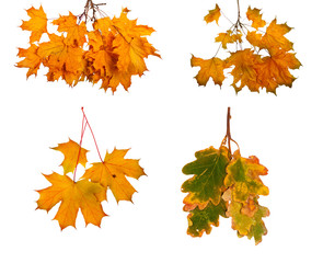 Set the autumn maple branch with leaves isolated on background