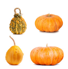Set the big yellow pumpkin on isolated background
