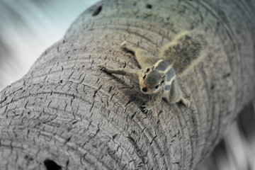 squirrel target