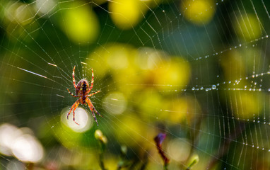 red spider in the web on beautiful foliage bokeh