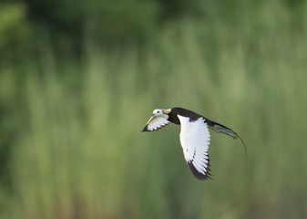 Pheasant Tailed jacana