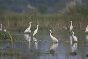 Flock of Egrets