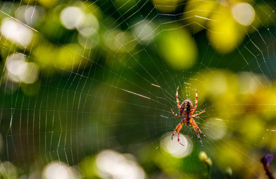 spider in the web on beautiful foliage bokeh