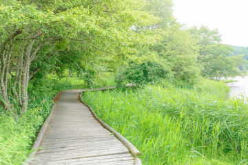 Obraz premium 湖畔のハイキングコース