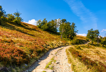mountain road through hillside with forest