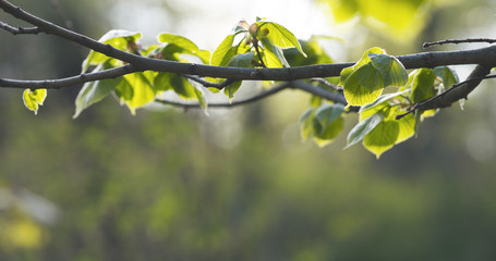 small linden branch with fresh leaves