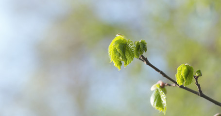 linden branch with young fresh leaves